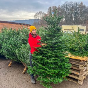 Normandská jedľa (Abies Nordmanniana) výška: 180-200 cm, rezaná 1. TRIEDA